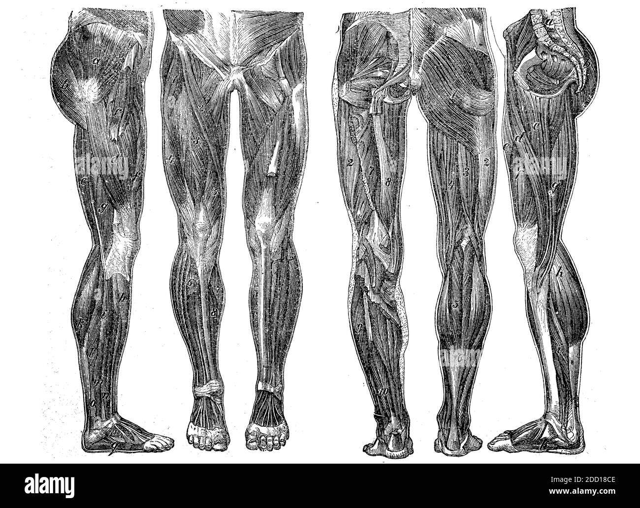 Die Muskeln des menschlichen Beins von allen Seiten, Illustration von 1880 / die Muskeln des menschlichen Beins von allen Seiten, Illustration aus dem Jahr 1880, Historisch, historisch, digital verbesserte Reproduktion eines Originals aus dem 19. Jahrhundert / digitale Reproduktion einer Originalvorlage aus dem 19ten Jahrhundert. Jahrhundert, Stockfoto