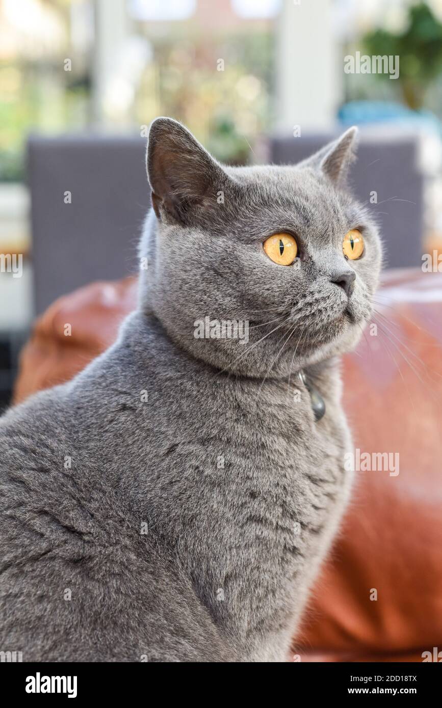 Katze zu Hause im heimischen Zimmer Haustier Katze im Haus Stockfoto