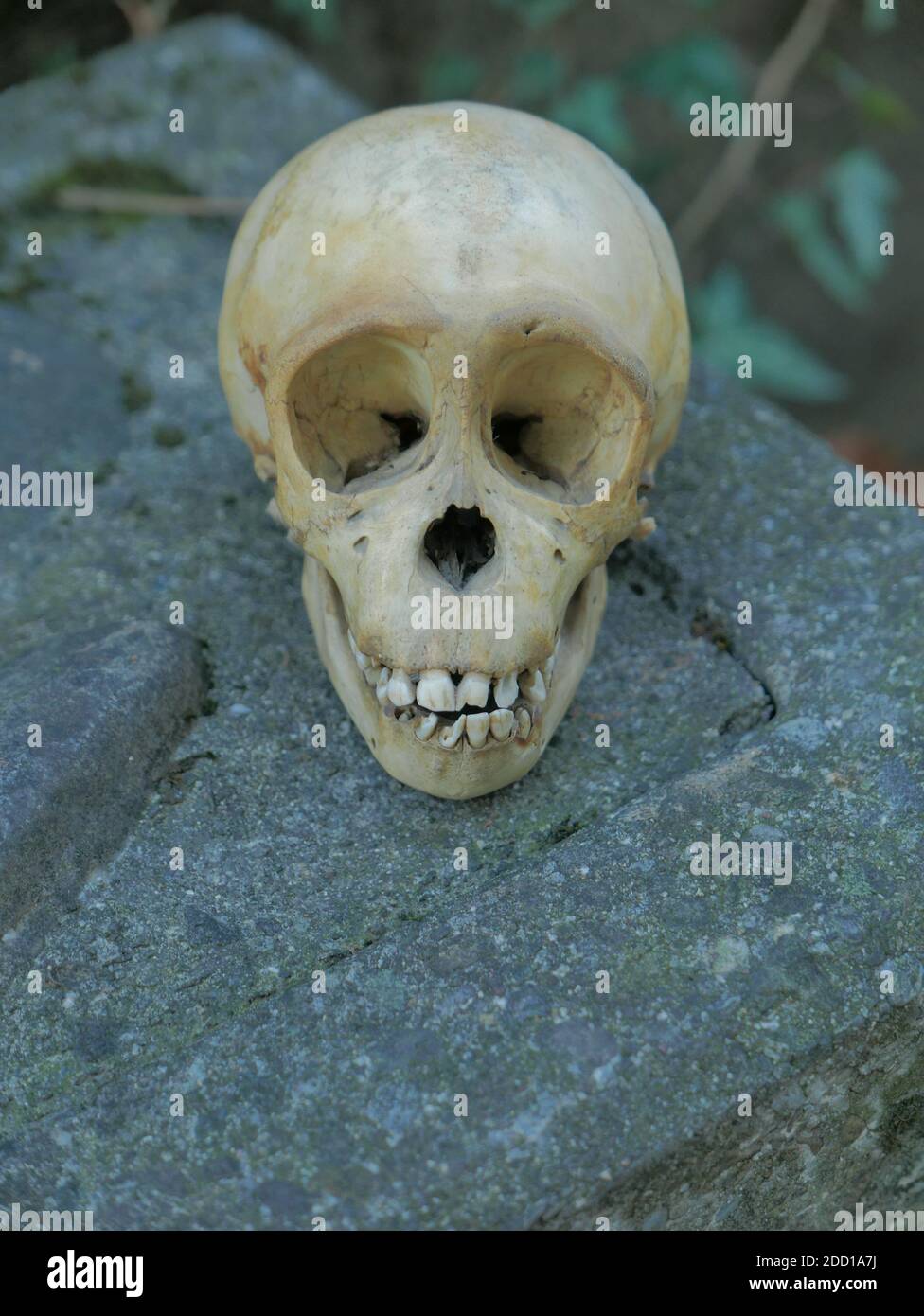 Monkey Skull – Vorderansicht (vertikal) Stockfoto