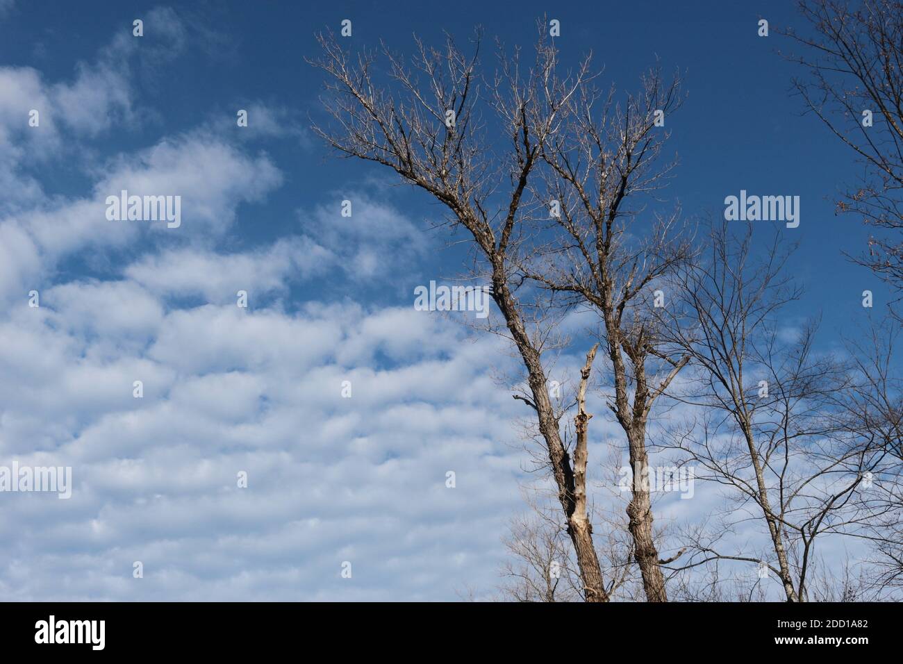 Bäume mit kahlen Ästen gegen einen blauen Himmel, mit beeindruckenden Wolkenformationen, im Herbst. Salzburg, Österreich, Europa. Stockfoto