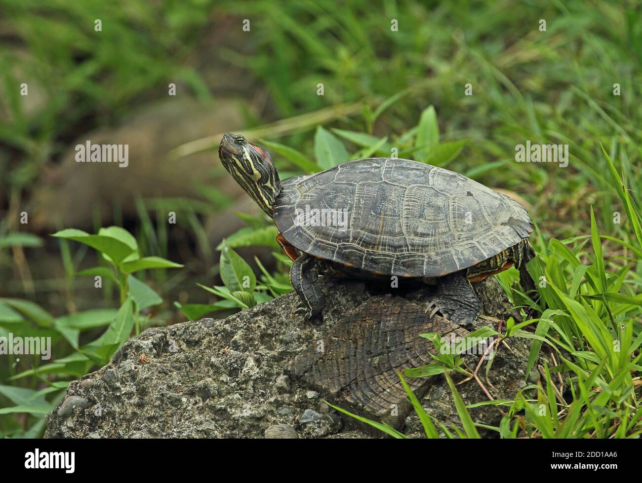 Rotohriger Slider (Ttachemys scripta elegans) Erwachsener auf Betonblock ruhend, eingeführt Art Taipei, Taiwan April Stockfoto