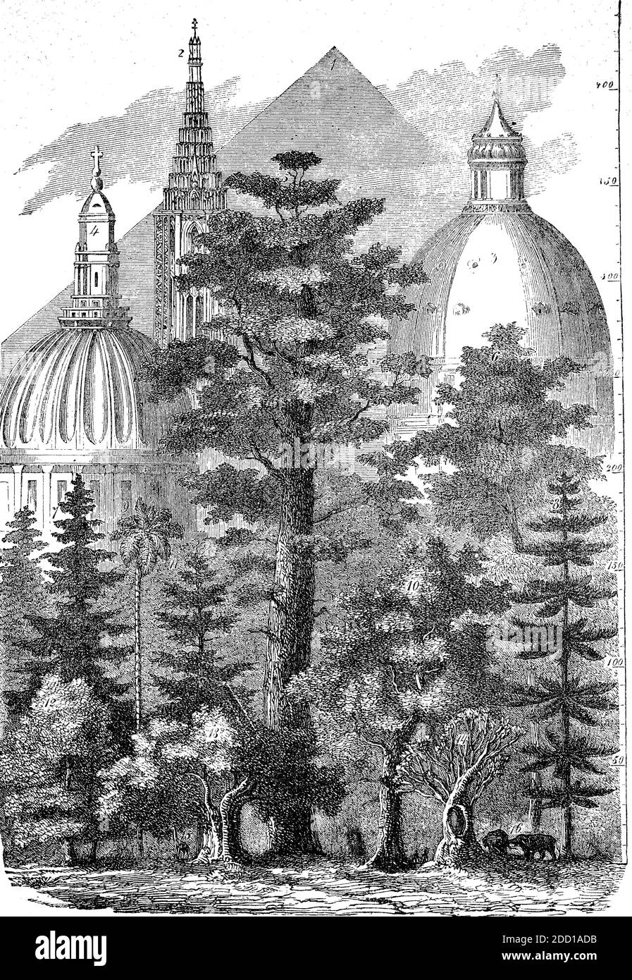 Höhenvergleich der höchsten Bäume und höchsten Gebäude um 1880, Cheops Pyramid, Strasbourg Münster, Petersdom in Rom und St. Paul's Church in London im Vergleich zu den höchsten Mammutbäumen und anderen Bäumen / Höhenvergleich der höchsten Bäume und höchsten Bauwerke um 1880, Cheopspyramide, Straßburg Münster, Petersdom in Rom und Paulskirche von London im Vergleich mit dem höchsten Mammutbaum und weiteren Bäumen, Historisch, historisch, digital verbesserte Reproduktion eines Originals aus dem 19. Jahrhundert / digitale Reproduktion einer Originalvorlage aus dem 19ten Jahrhundert. Jahrhundert, Stockfoto