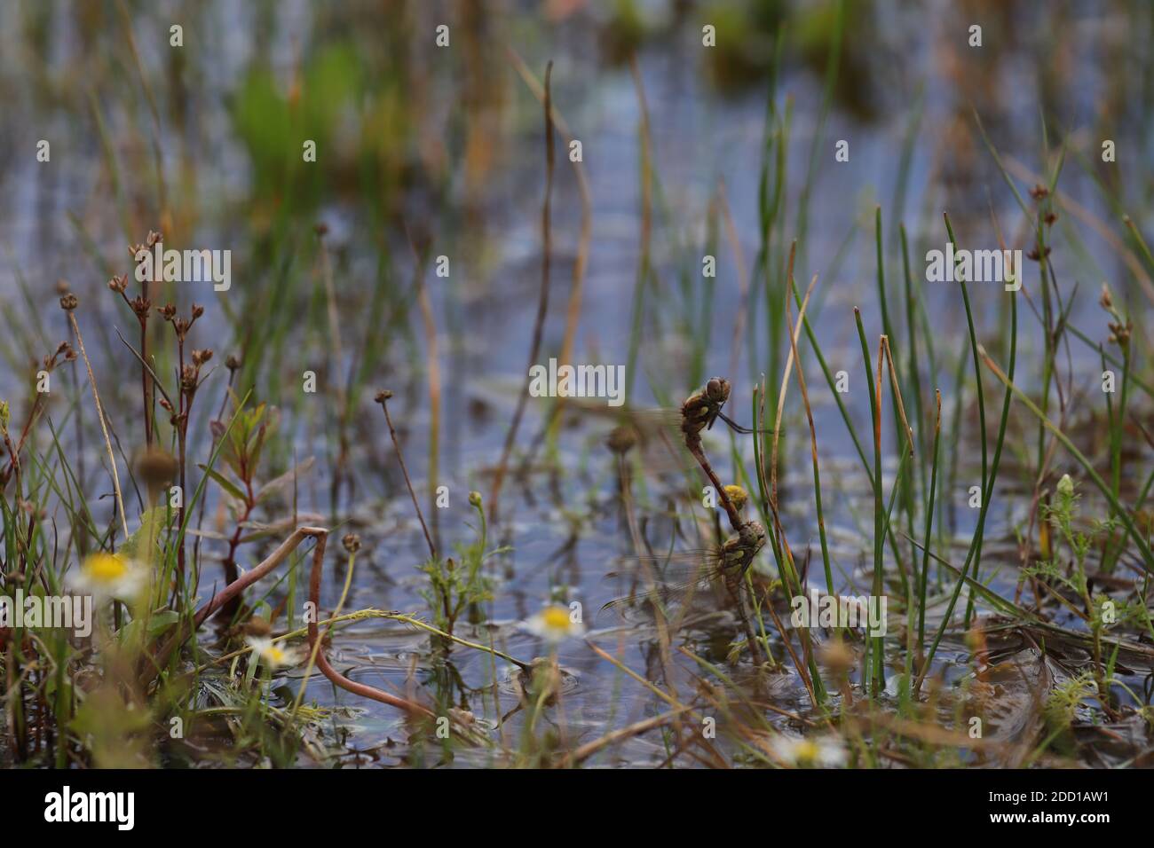 Gemeinsame Darters im Tandem Stockfoto