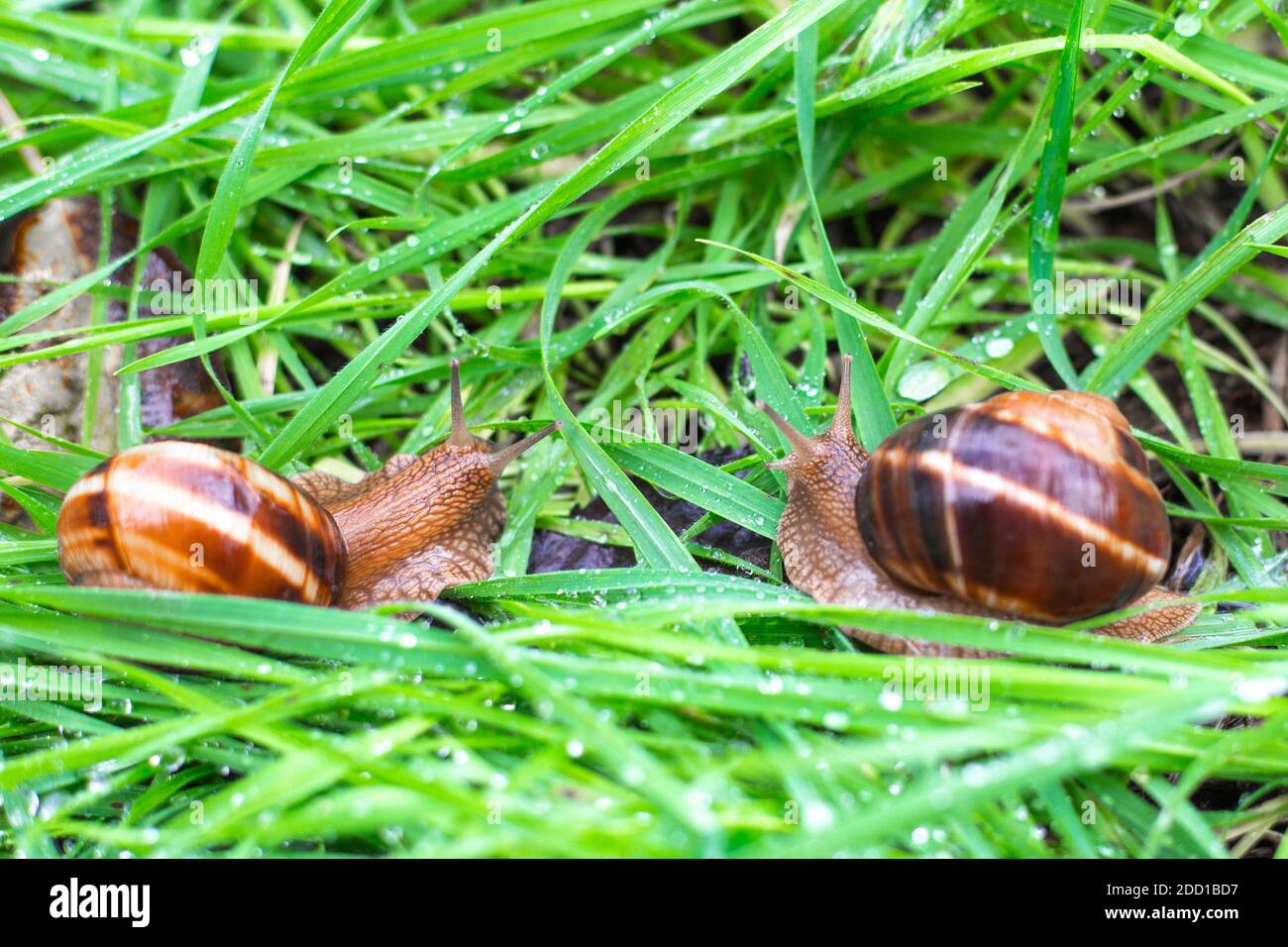 Zwei Traubenschnecken im nassen Gras nach Regen. Mikrowelt. Stockfoto