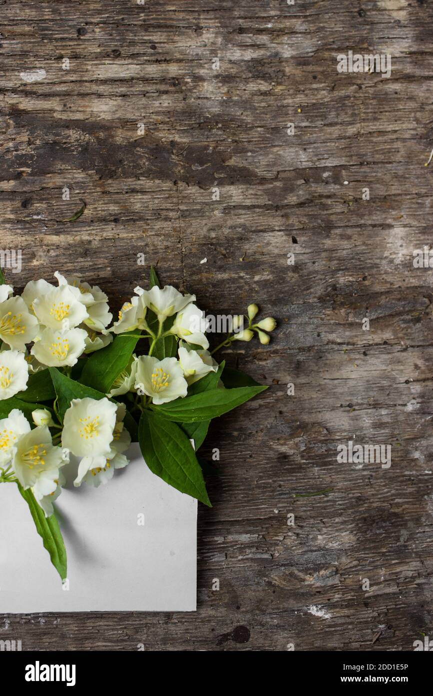 Frühling Jasmin Blumen auf Holz Hintergrund. Flach liegend, Draufsicht, Kopierbereich. Blumenzusammensetzung für Valentinstag, Mutter oder Frauentag Stockfoto