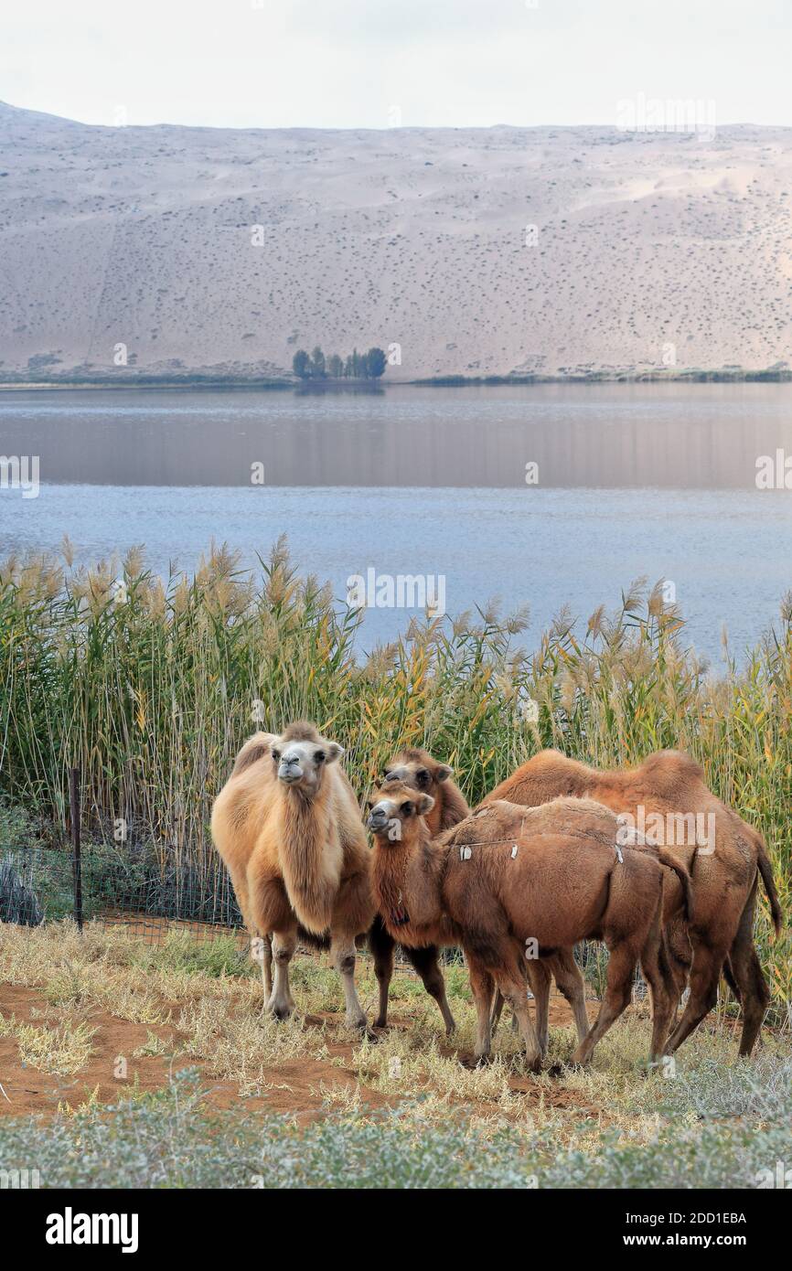 Baktrian Kamel Trio-Sumu Barun Jaran See reedbeds-Badain Jaran Wüste-Innere Mongolei-China-1139 Stockfoto