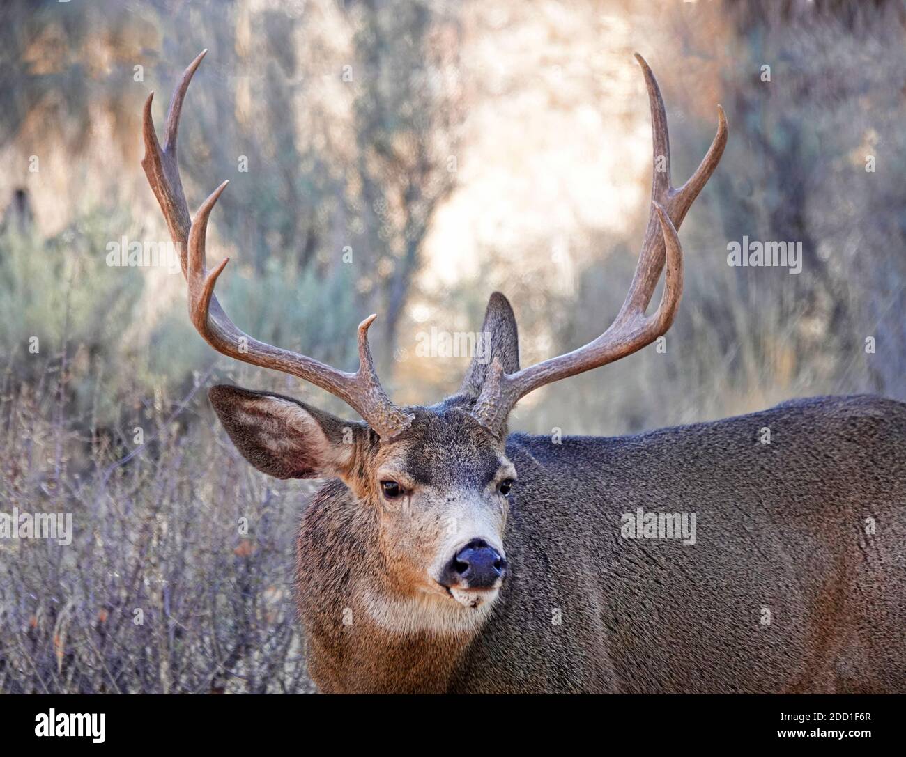 Ein großer Maultierbock, der auf wildem Stöbern und Sträuchern in einer ländlichen Umgebung im Zentrum von Oregon in der Nähe der Cascade Mountains füttert. Stockfoto