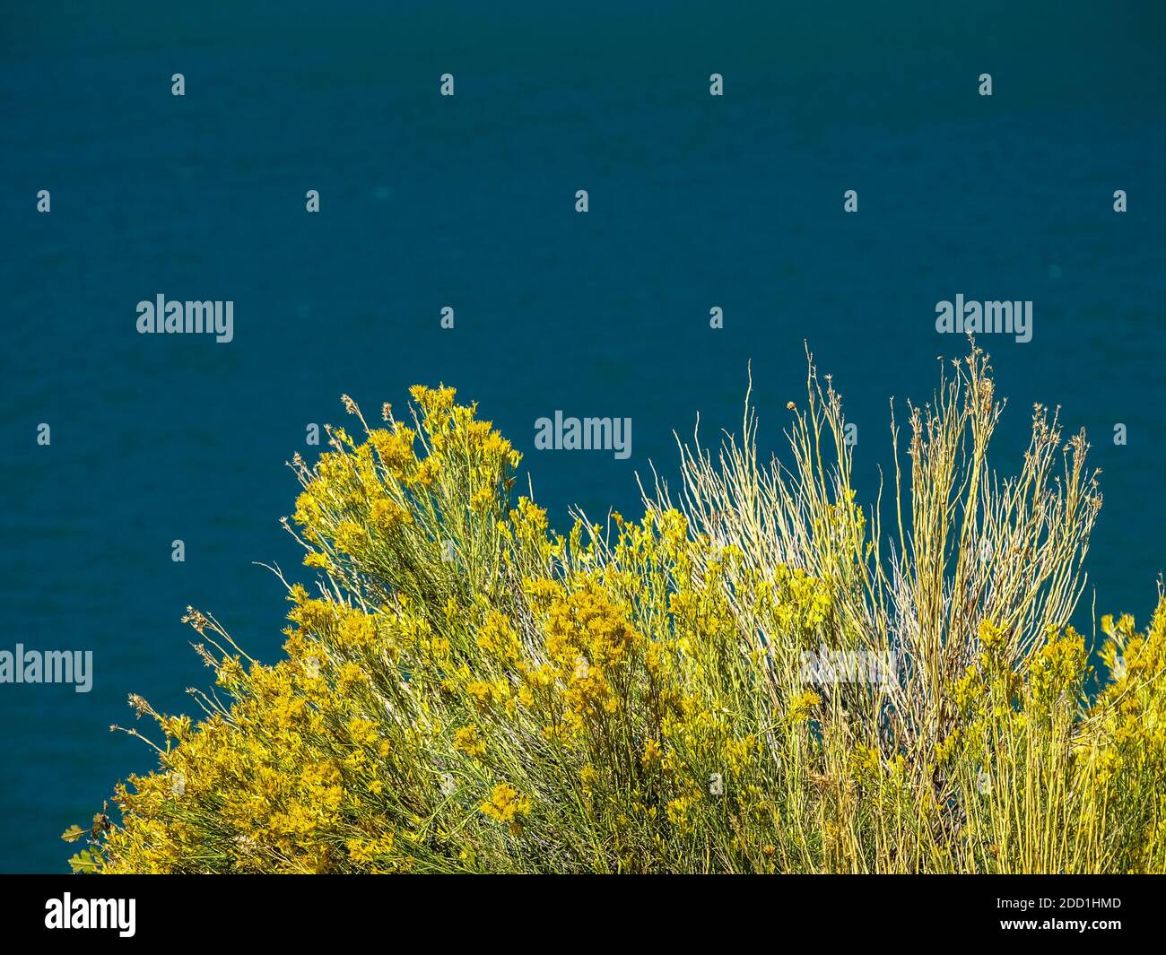 Wunderschöne Wüstenfarne glühen am Wasser der Teal, Joe's Valley Reservoir, Utah, USA Stockfoto