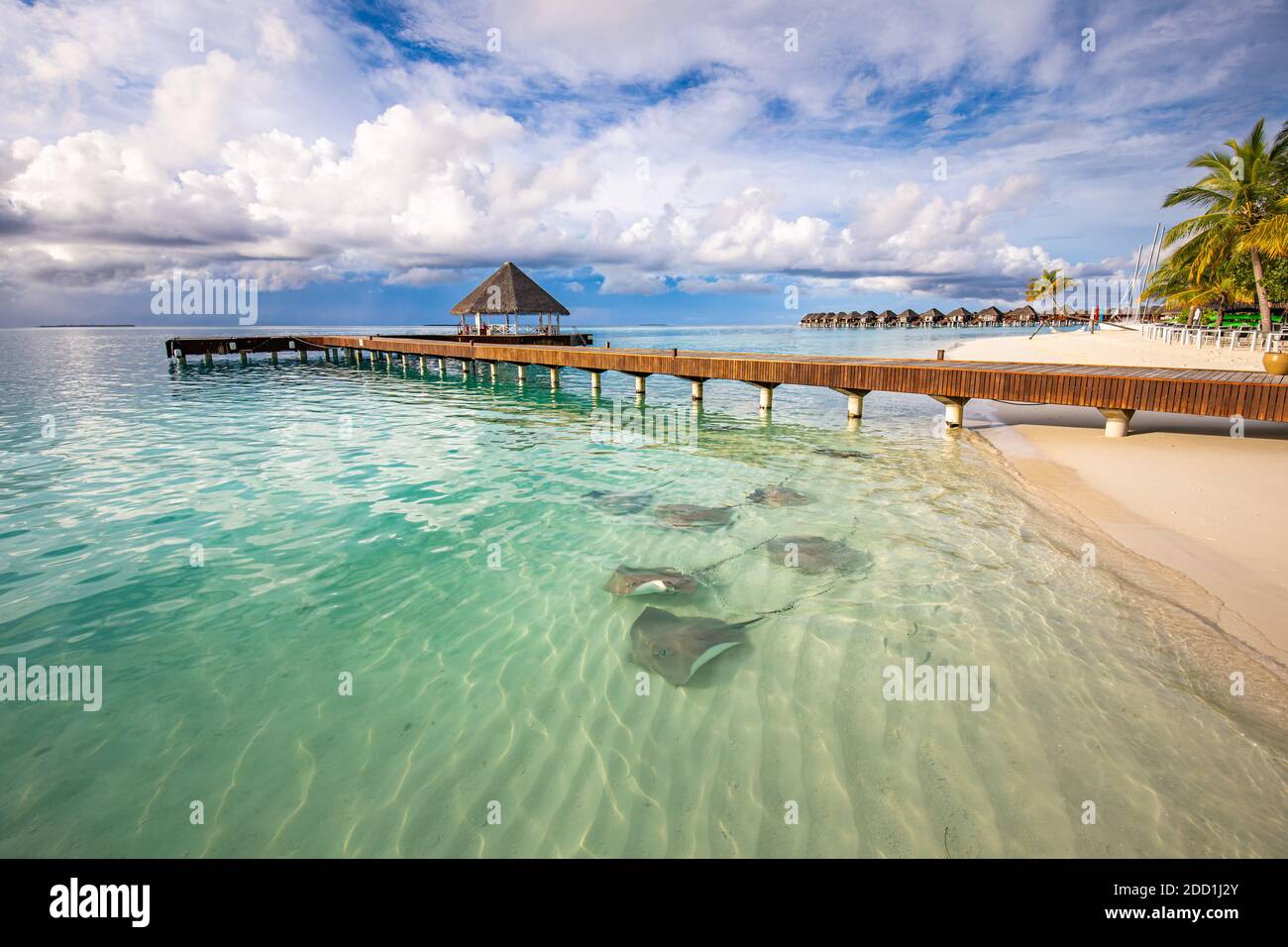 Fantastische Strandlandschaft mit Stachelrochen und Haien in der grünen blauen Lagune im luxuriösen Inselresorthotel, Malediven Strandleben. Tropisches Paradies Stockfoto