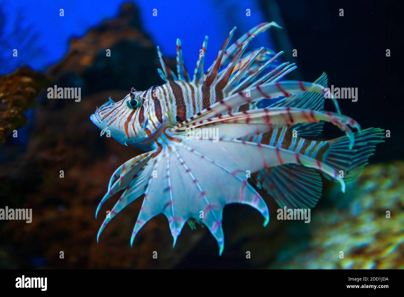 Amazing Lionfish oder Lion Fish und Unterwasser-Korallenriff-Aquarium Querformat Stockfoto