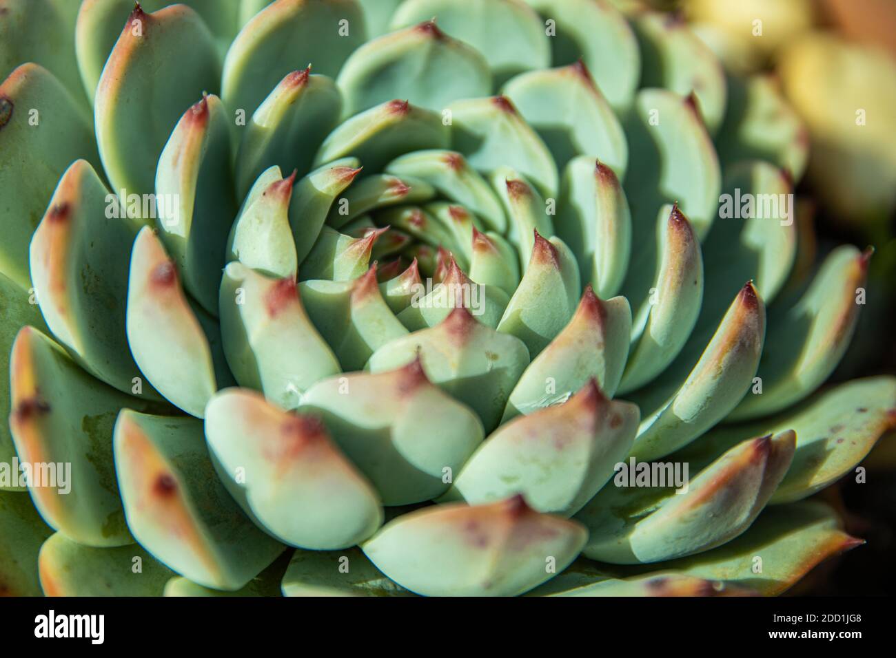 Hauswurz (Sempervivum tectorum) - Nahaufnahme in botanischen Garten. Schöne Sukkulente Pflanze, schöne Sukkulente Pflanze Stockfoto