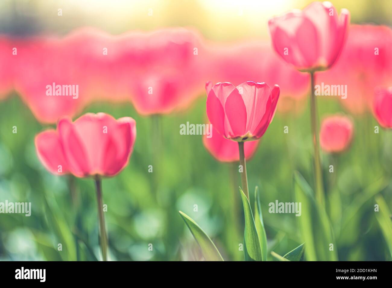 Atemberaubende Blume Tulpen Blüte in Tulpen Feld. Naturgarten mit blühenden Frühling floralen Blick, verschwommene Sonnenuntergang Sonnenaufgangslicht, Schönheit in Naturstimmung Stockfoto