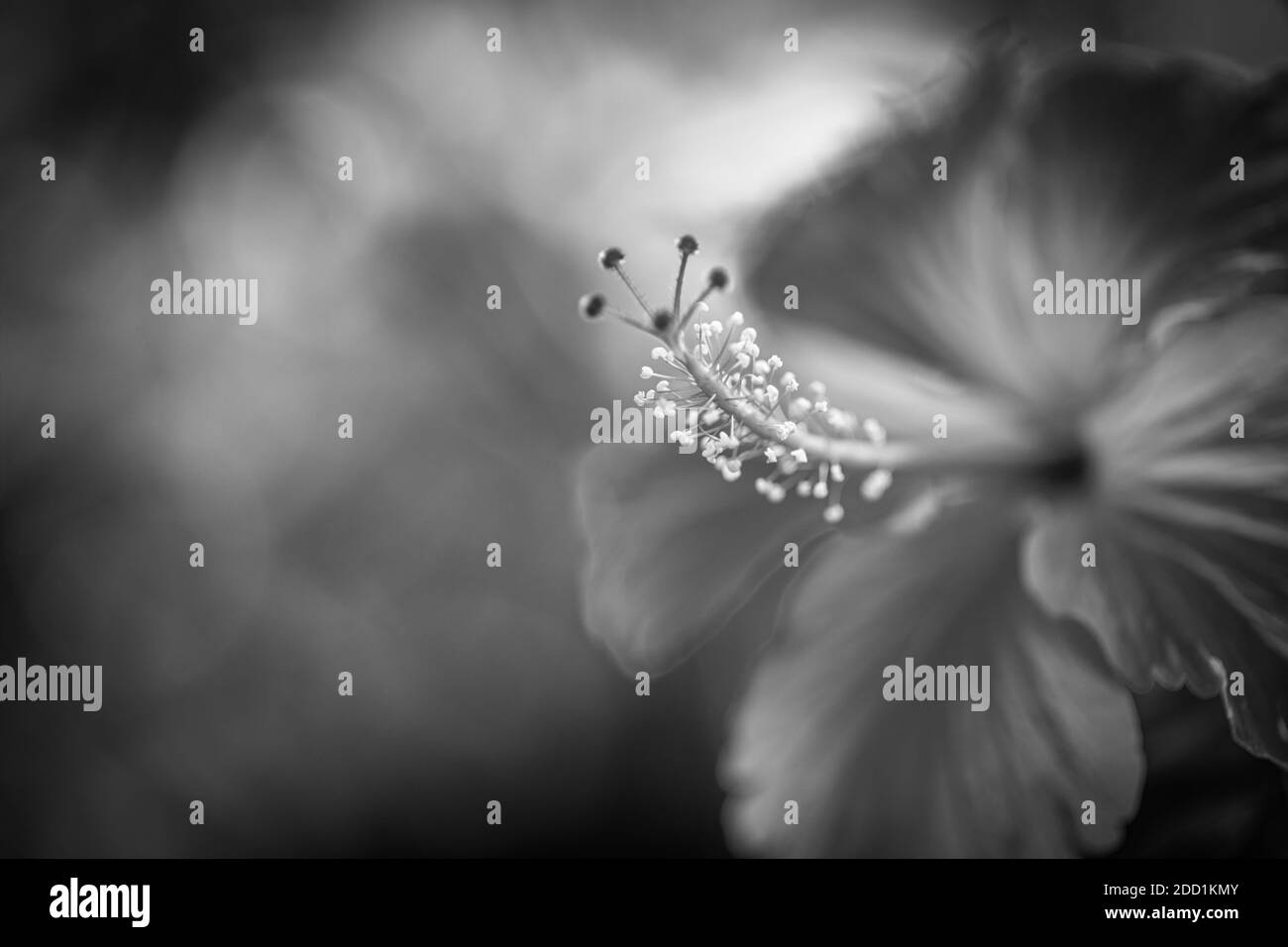 Hibiskusblüte auf Traum verschwommener Garten Hintergrund, erstaunliche Natur Nahaufnahme, sonnigen tropischen Blumengarten. Exotische Natur Muster, Bokeh Natur, Farben Stockfoto