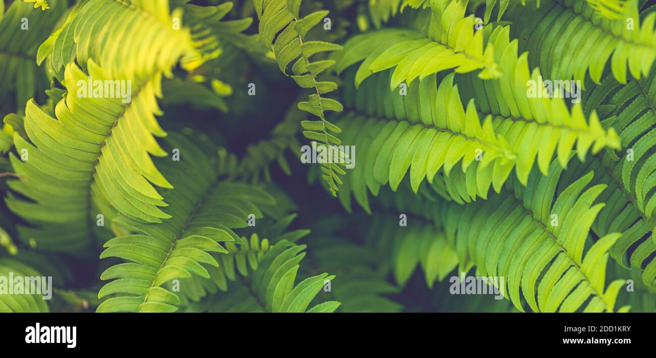 Farnblätter. Grüne Farnpflanzen in der Naturlandschaft. Farnpflanzen im Wald. Frisches grünes tropisches Laub. Regenwald Dschungellandschaft. Grüne Pflanzen Stockfoto