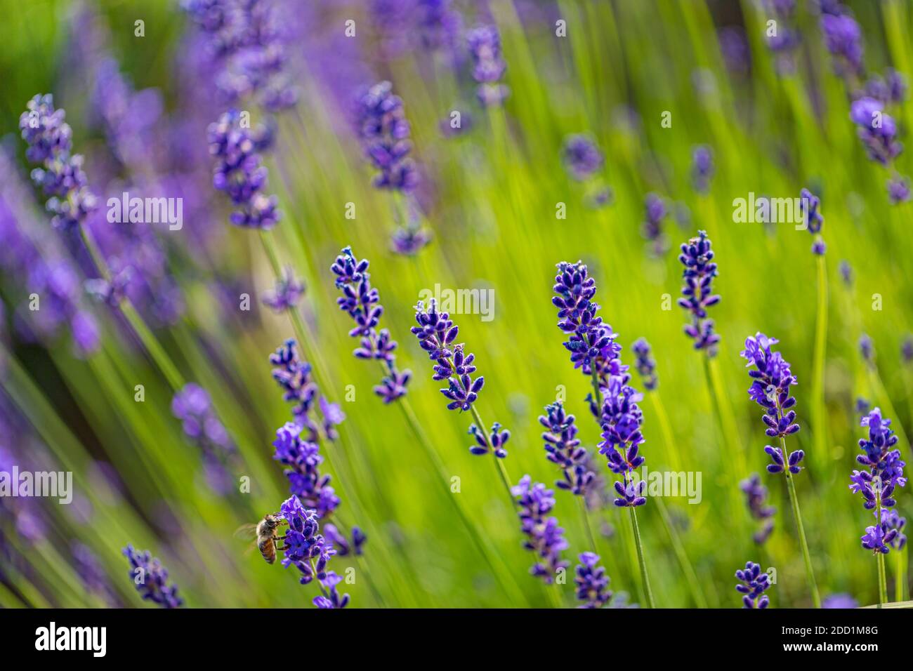 Lavendel Blumen künstlerische Natur Makro. Sommerfeld wächst und blühenden Lavendel Nahaufnahme. Erstaunliche atemberaubende Blumenhintergrund, entspannen und friedlich Stockfoto