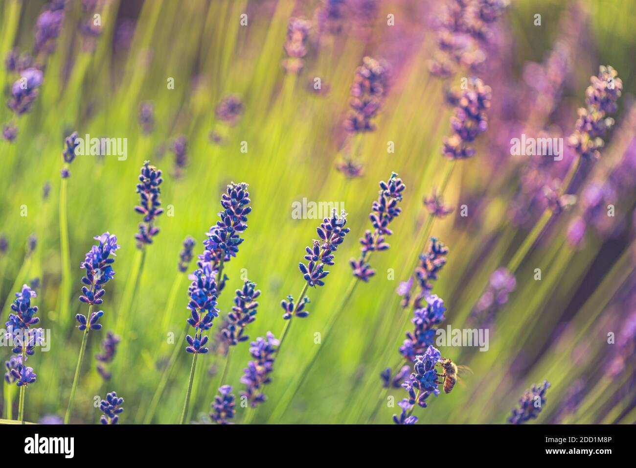 Lavendel Blumen künstlerische Natur Makro. Sommerfeld wächst und blühenden Lavendel Nahaufnahme. Erstaunliche atemberaubende Blumenhintergrund, entspannen und friedlich Stockfoto