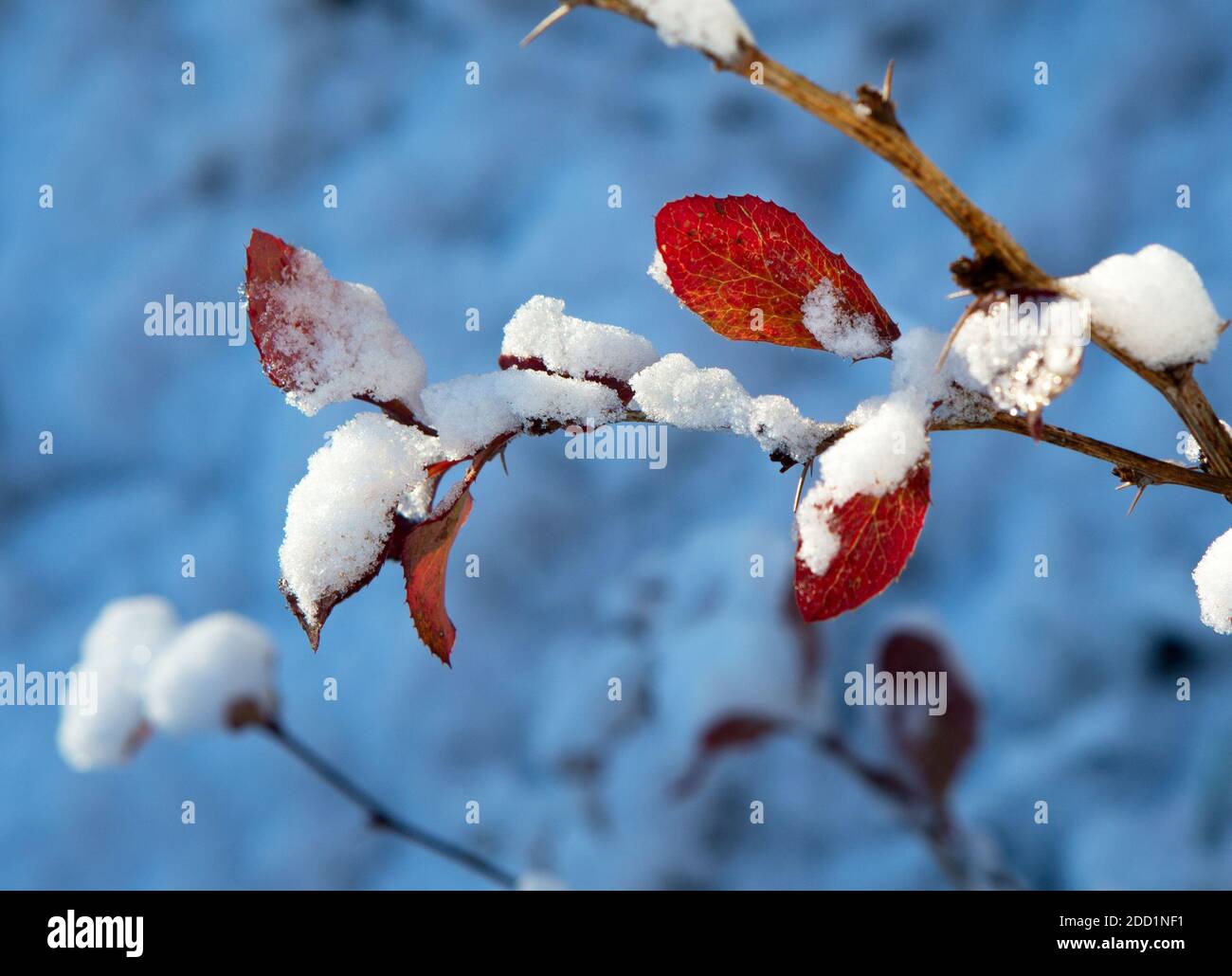 Winter Blätter Nahaufnahme mit dem Schnee. Rotes Blatt der Berberitze mit Schnee bedeckt. Erster Schnee, blauer Hintergrund. Stockfoto