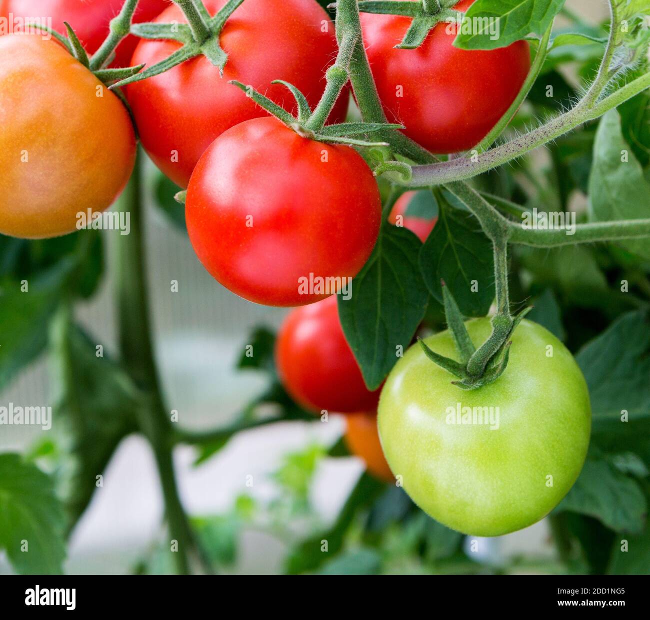 Tomaten wachsen in einem Gewächshaus. Frische Tomaten Pflanzen. Reife Bio-Tomaten im Garten. Stockfoto