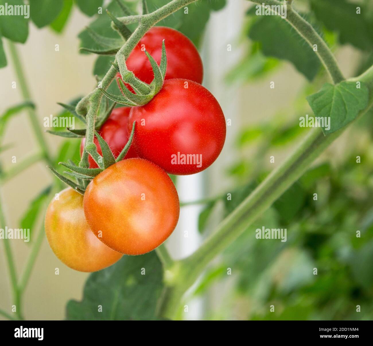 Tomaten wachsen in einem Gewächshaus. Frische Tomaten Pflanzen. Reife Bio-Tomaten im Garten. Stockfoto