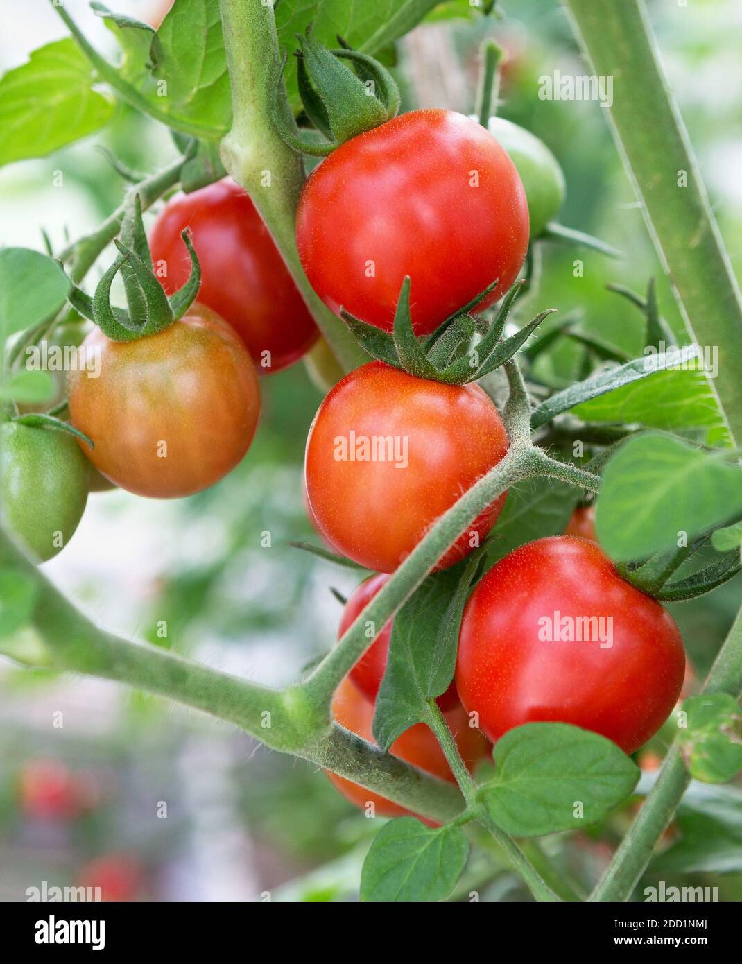 Tomaten wachsen in einem Gewächshaus. Frische Tomaten Pflanzen. Reife Bio-Tomaten im Garten. Stockfoto