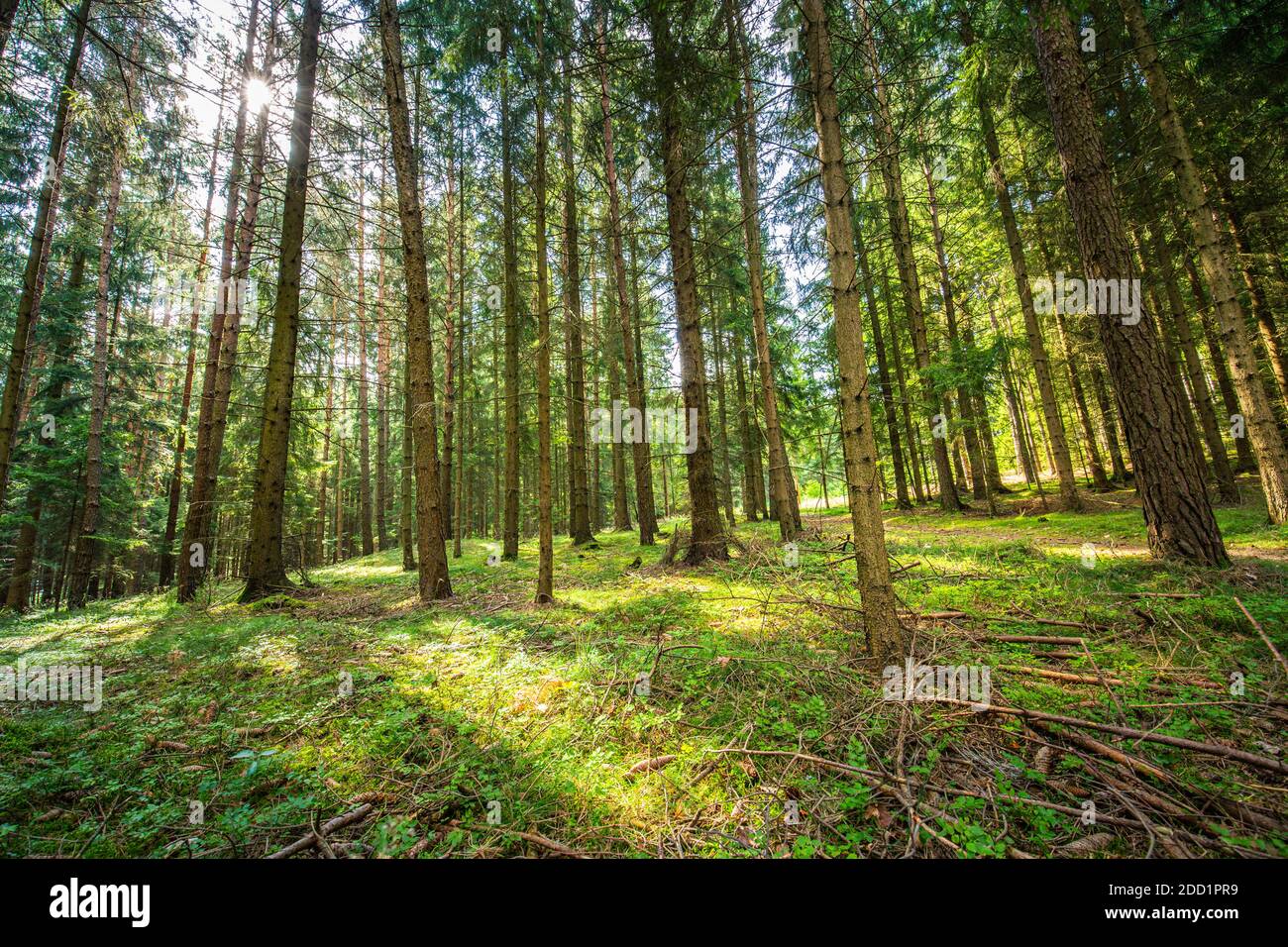 Natürliche Waldlandschaft aus Fichten, Sonnenstrahlen durch Morgensonne schaffen mystische Atmosphäre. Erholsamer Blick auf die Natur, Sonnenstrahlen, Balken, grün Stockfoto