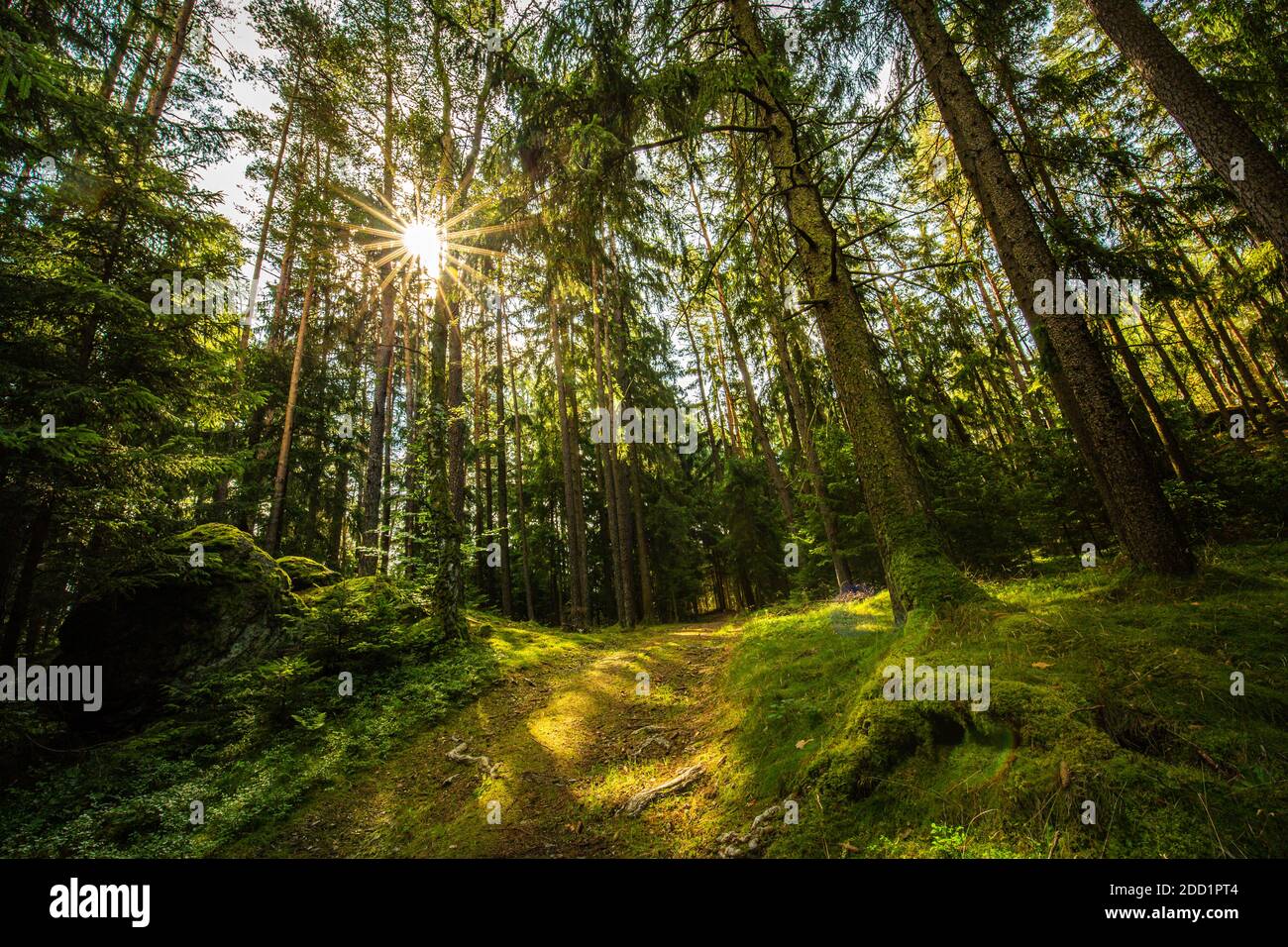 Natürliche Waldlandschaft aus Fichten, Sonnenstrahlen durch Morgensonne schaffen mystische Atmosphäre. Erholsamer Blick auf die Natur, Sonnenstrahlen, Balken, grün Stockfoto