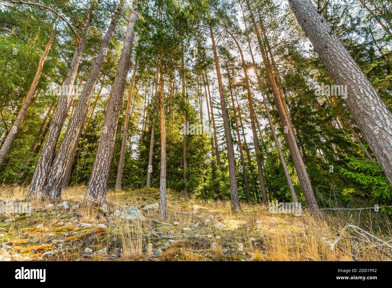 Natürliche Waldlandschaft aus Fichten, Sonnenstrahlen durch Morgensonne schaffen mystische Atmosphäre. Erholsamer Blick auf die Natur, Sonnenstrahlen, Balken, grün Stockfoto