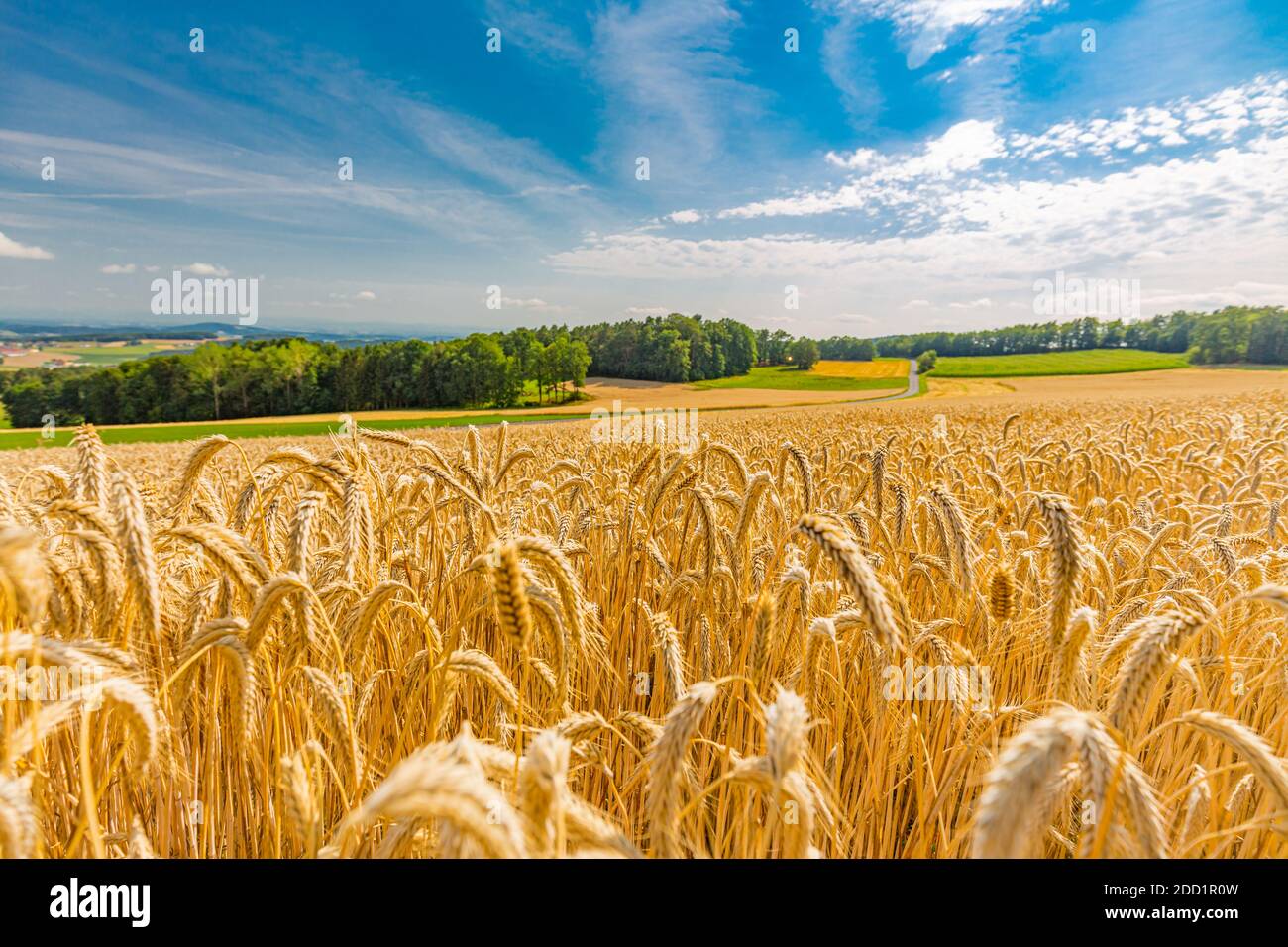 Gold Weizen geflickt Panorama mit Baum bei Sonnenuntergang, ländliche Landschaft. Feld voll von zerrissenen Weizenohr. Landwirtschaftliche Natur Landschaft Hintergrund. Stockfoto