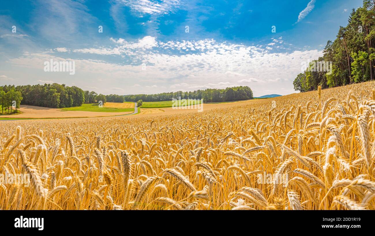 Gold Weizen geflickt Panorama mit Baum bei Sonnenuntergang, ländliche Landschaft. Feld voll von zerrissenen Weizenohr. Landwirtschaftliche Natur Landschaft Hintergrund. Stockfoto