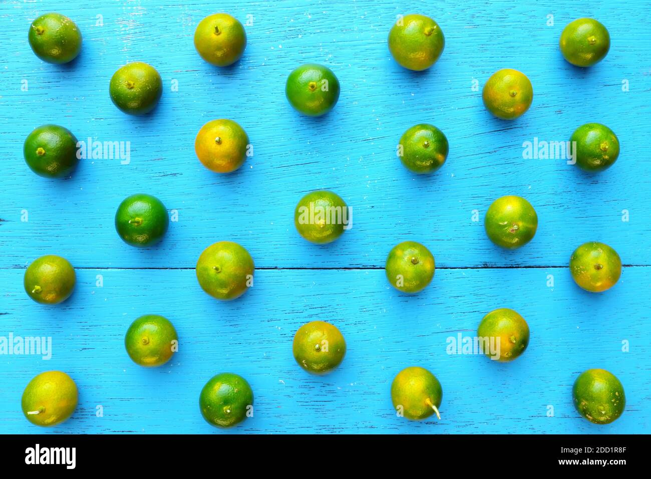 Gelbgrüne Calamansi, Calamondin oder philippinische Limette tropisches Fruchtmuster in hellblauem Holzhintergrund. Asiatische Sommer Zitrusfrüchte flach legen. Stockfoto
