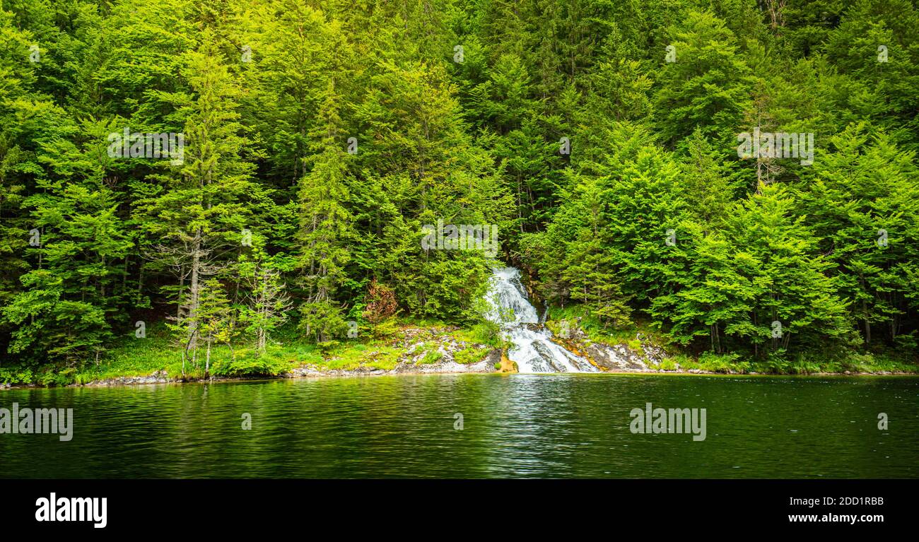 Bergbach mit immergrünen Kiefernwald, Eintritt in See Wasser. Ruhige alpine Landschaft und Hintergrund, grüne Natur Stockfoto