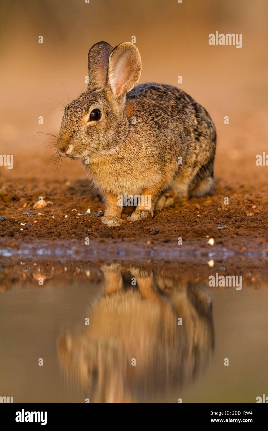 Die Eastern Cottontail ist die häufigste Kaninchenart in Nordamerika und wird von Kanada bis Südamerika gefunden. Stockfoto