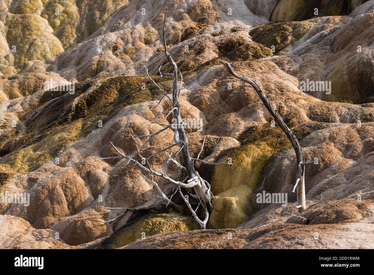 Tote Bäume in den Travertin-Formationen in Palette Spring, Lower Terraces, Mammoth Hot Springs, Yellowstone National Park, Wyoming, USA. Stockfoto