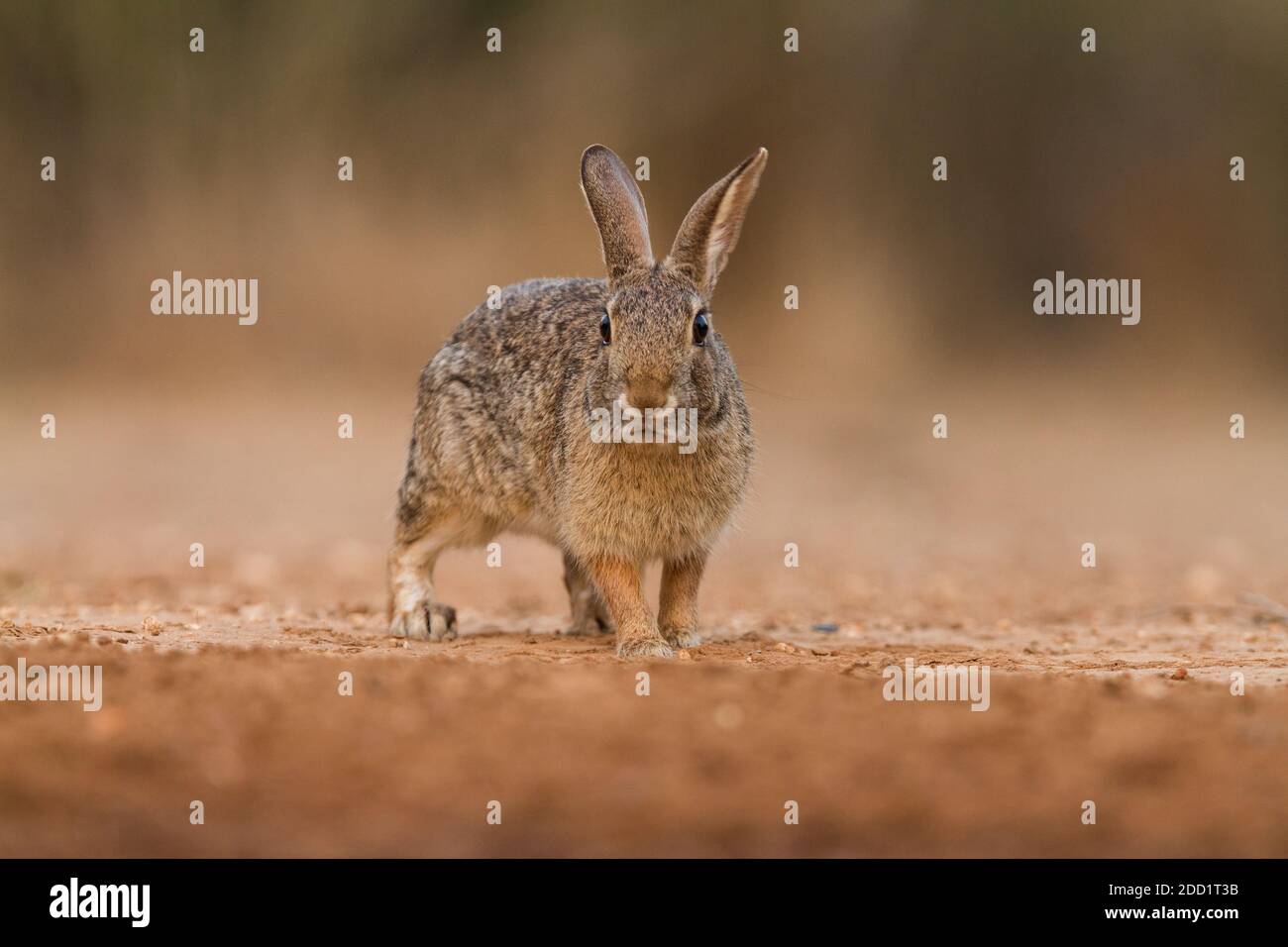 Die Eastern Cottontail ist die häufigste Kaninchenart in Nordamerika und wird von Kanada bis Südamerika gefunden. Stockfoto