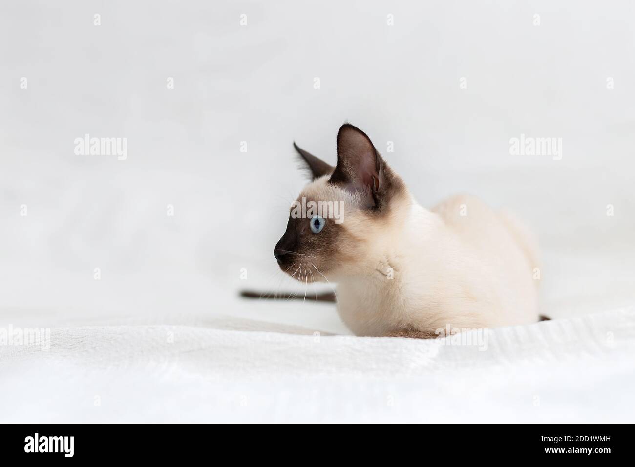 Die Thailändische Katze liegt auf weißem Hintergrund und sieht seitlich aus. Stockfoto
