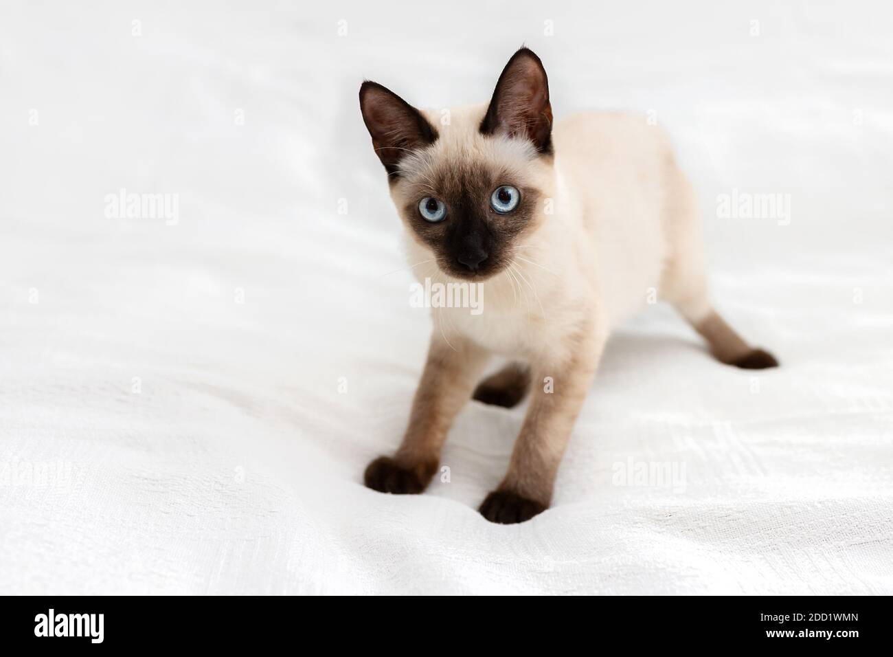 Ein verspieltes Kätzchen in einer seltsamen Pose wird auf einem hellen Hintergrund gespielt. Stockfoto