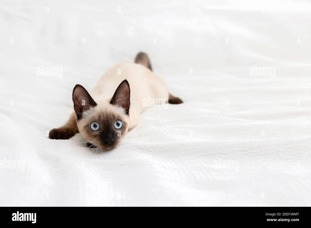 Ein verspieltes Kätzchen liegt in einer seltsamen Pose auf einem hellen Hintergrund. Stockfoto