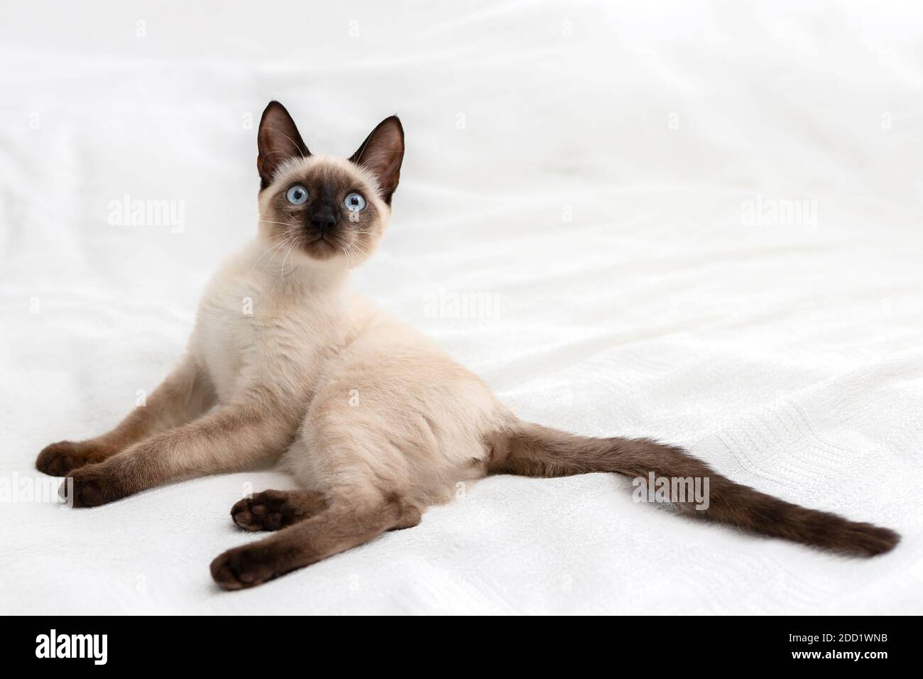Die Katze liegt auf einem weißen Hintergrund. Haustier in seltsamen Positionen. Stockfoto