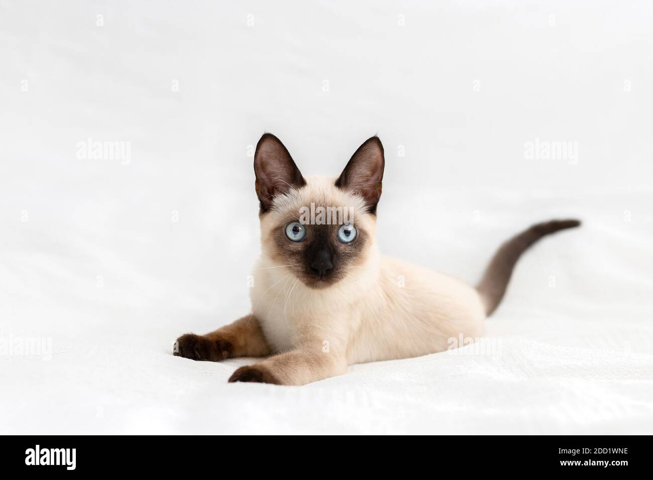 Das Kätzchen wird auf weißem Hintergrund gespielt. Ein Haustier. Stockfoto