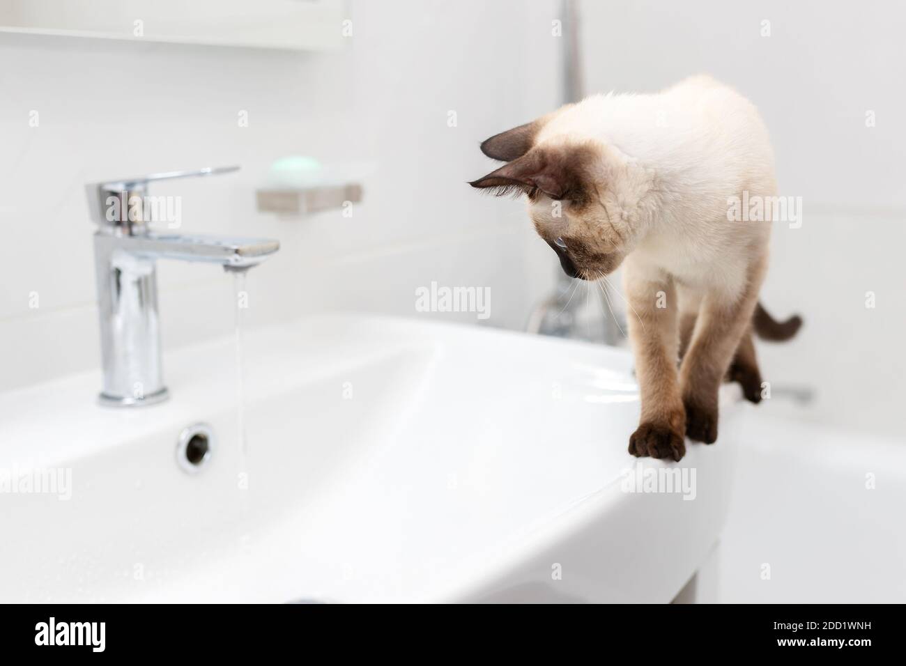 Die Katze im Bad sieht aus wie Wasser läuft. Pflege und Pflege von Haustieren. Stockfoto