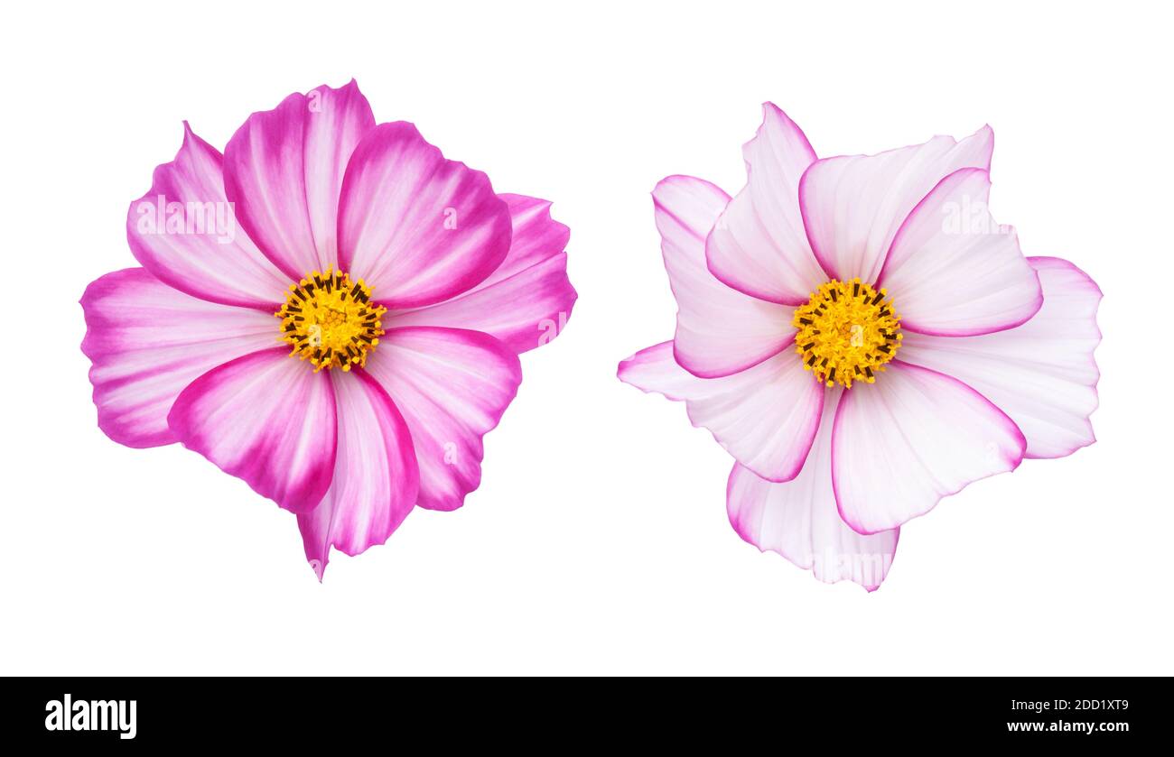 Cosmos Blumen (Cosmos bipinnatus) isoliert auf weißem Hintergrund. Draufsicht Stockfoto