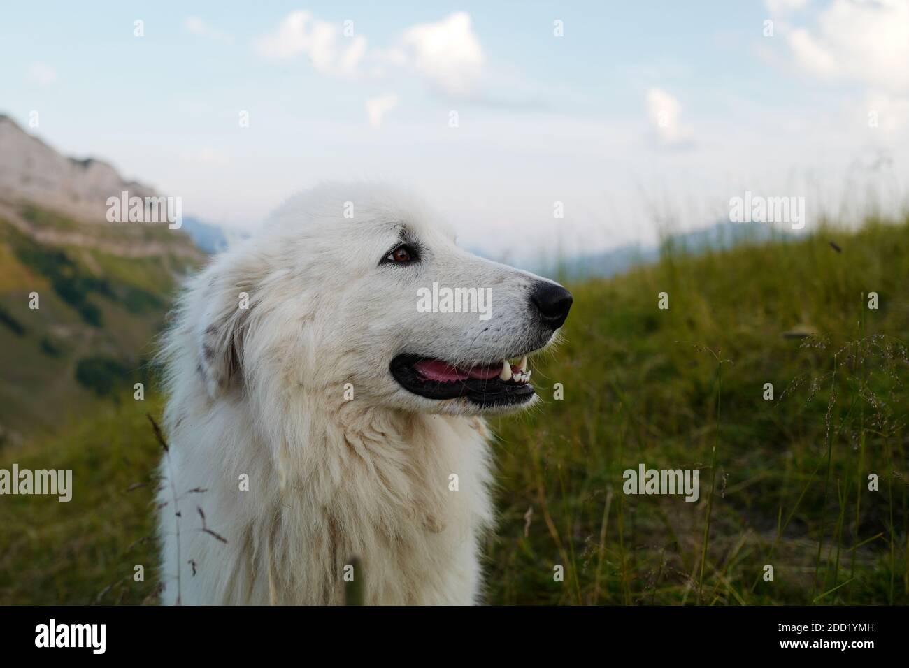 Porträt eines Schäferhundes in den französischen Alpen, bei Annecy. Stockfoto