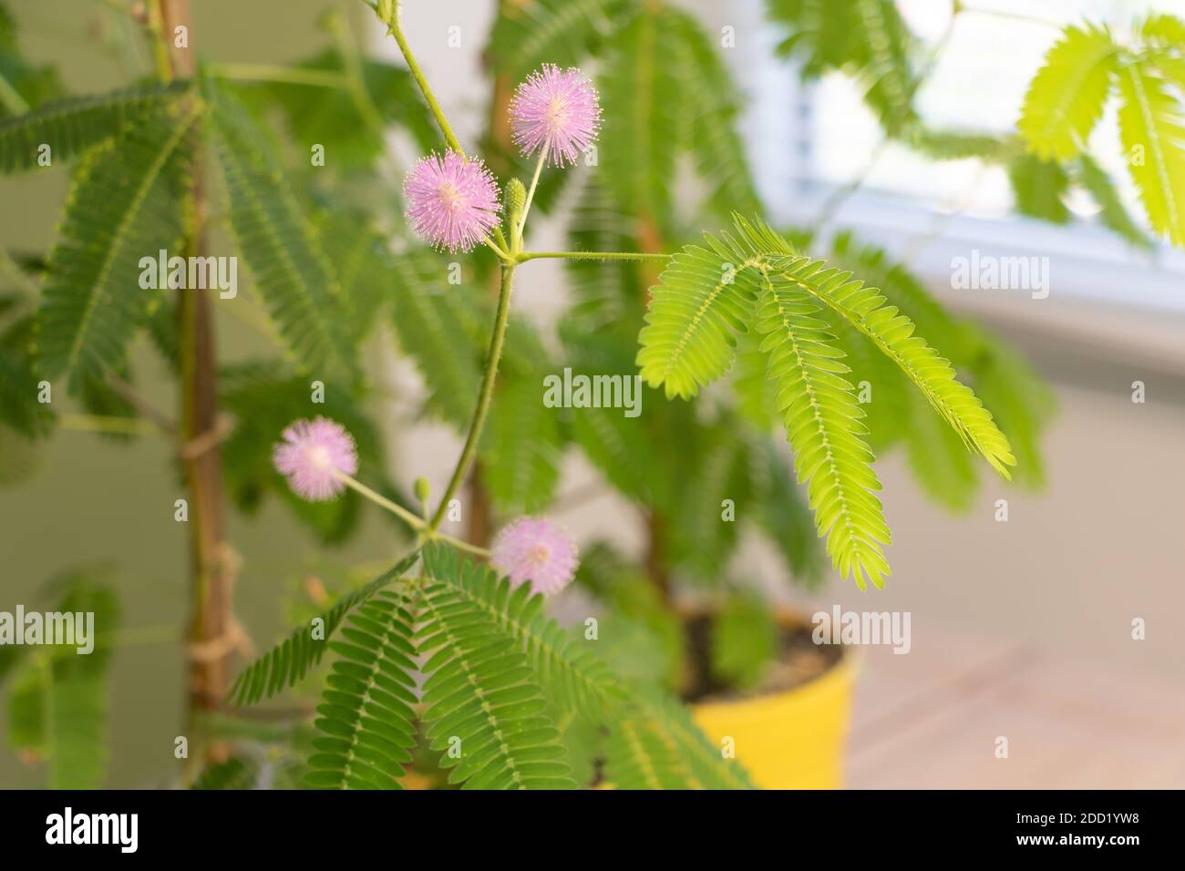 Mimosa pudica in sehr schöner Blüte, ein paar rosa Blüten Stockfoto