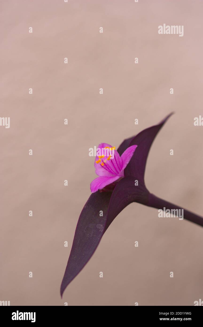 Nahaufnahme eines Zweiges der dekorativen Pflanze namens Tradescantia pallida, purpurea, die rosa Blüten und lila Blätter hat Stockfoto