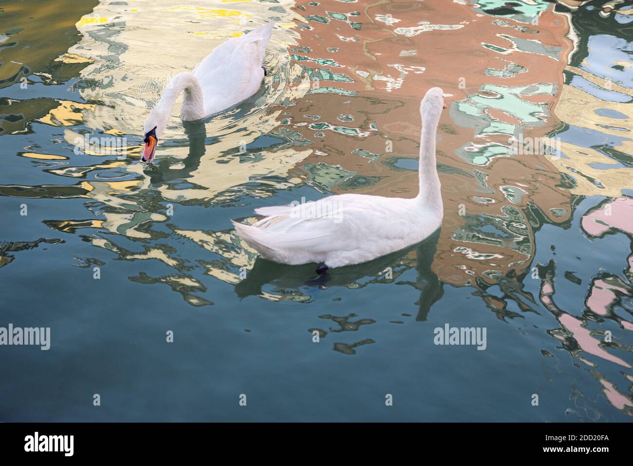 Zwei weiße Schwäne im Wasser, mit farbigen Häusern Reflexionen in Burano, Venedig, Italien Stockfoto