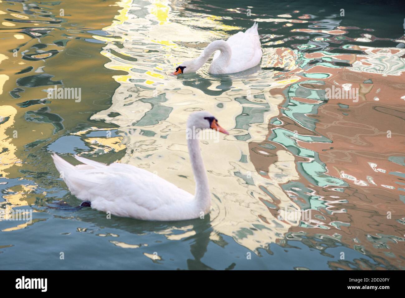 Zwei weiße Schwäne im Wasser, mit farbigen Häusern Reflexionen in Burano, Venedig, Italien Stockfoto