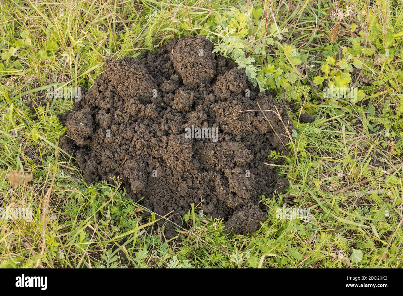 Molehills auf Rasen im Gras. Beschädigter Rasen Stockfoto