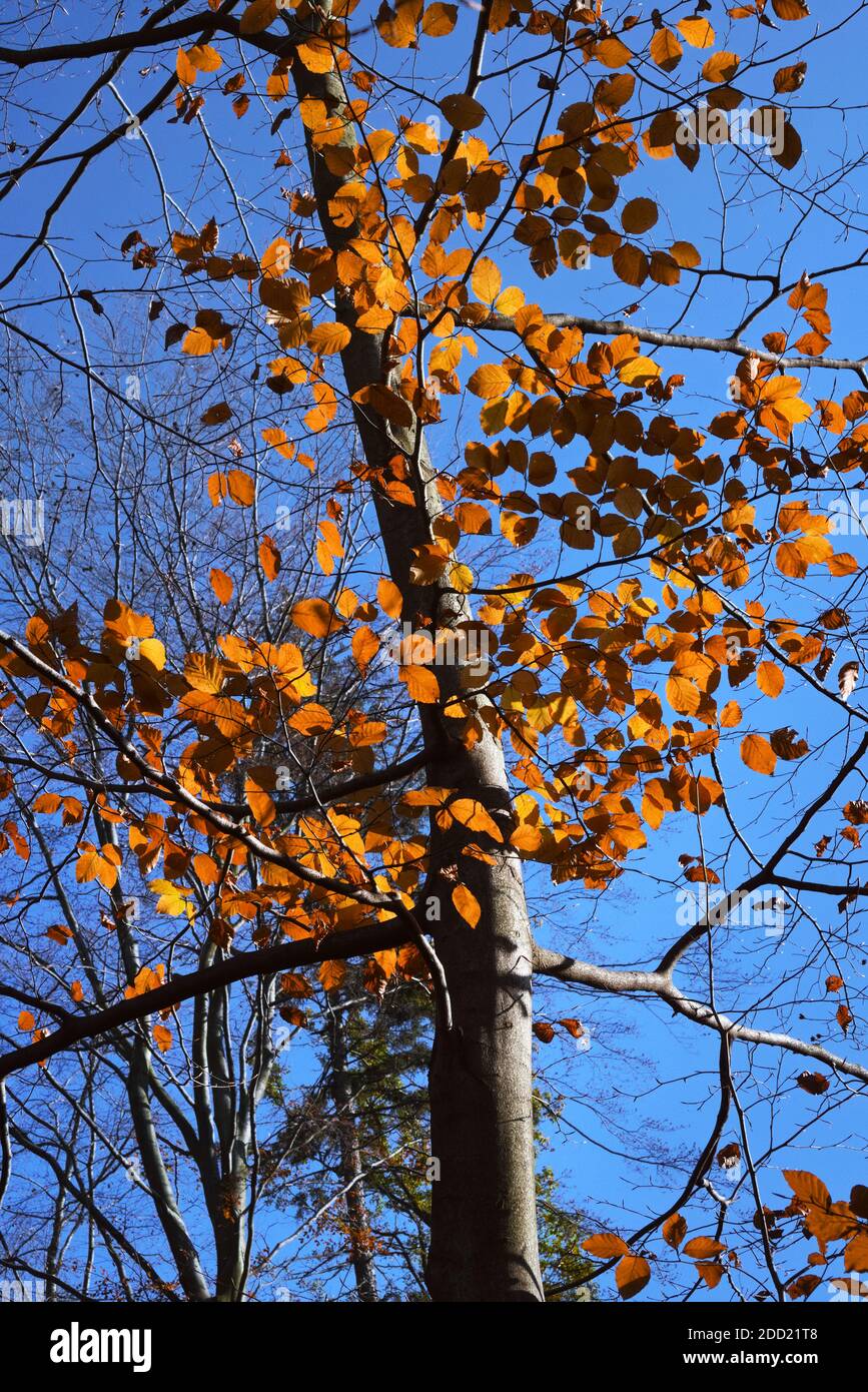 Herbstfarben im Wald - Buche und goldfarbene Blätter im Sonnenlicht auf blauem Himmel Hintergrund Stockfoto