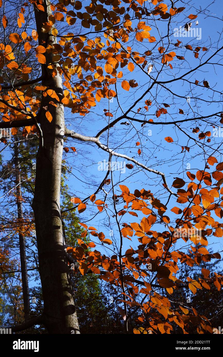 Herbstfarben im Wald - Buche mit goldfarbenen Blättern im Sonnenlicht auf blauem Himmel Hintergrund Stockfoto