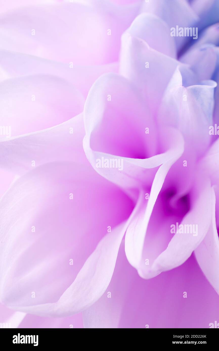 Nahaufnahme der violetten Dahlie. Stockfoto